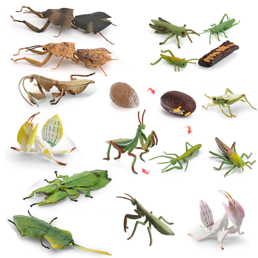 Orchid Kids Education - Gerçekçi Orkide Mantis Ölü Yaprak Mantis