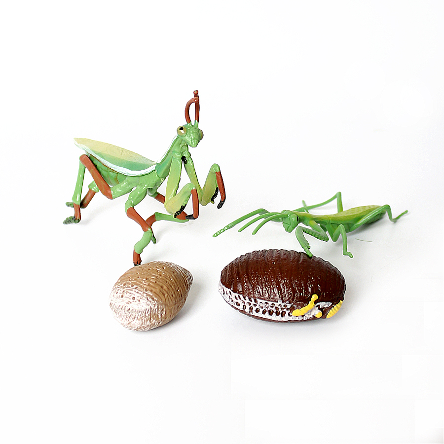 Gerçekçi Orkide Mantis Ölü Yap - Orchid Kids Education incelemesi ve fiyatı
